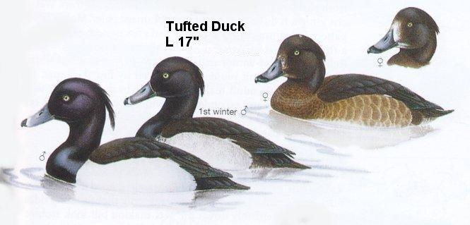 Tufted Duck