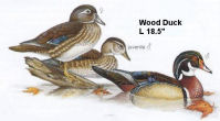 Wood Duck