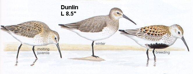 Dunlin