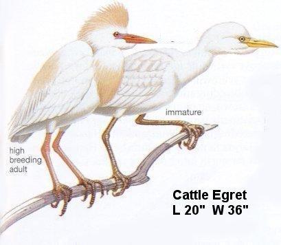 Cattle Egret