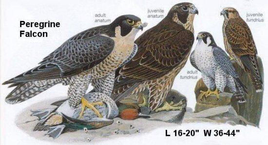 Peregrine Falcon