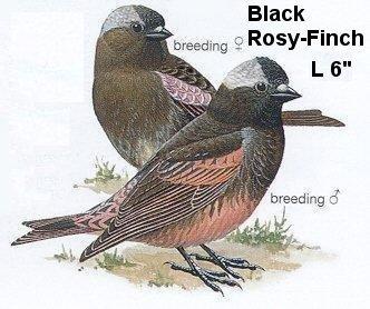 Black Rosy-Finch