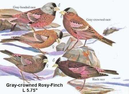 Gray-crowned Rosy Finch