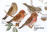 Purple Finch