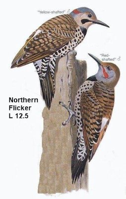 Northern Flicker