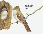 Ash-throated Flycatcher