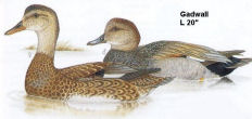 Gadwall