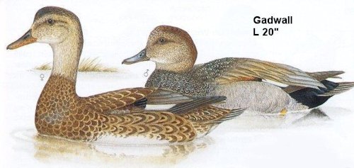 Gadwall