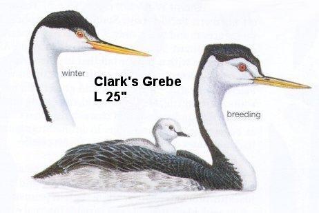 Clark's Grebe