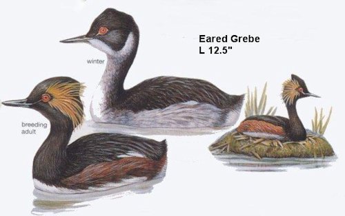 Eared Grebe