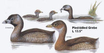 Pied-billed Grebe