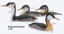 Red-necked Grebe