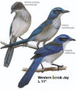 Western Scrub Jay