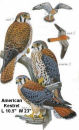 American Kestrel