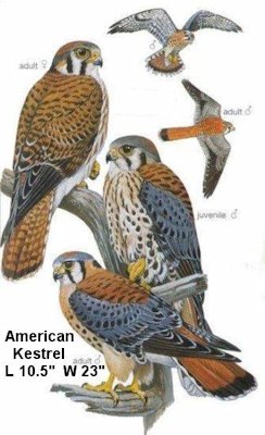 American Kestrel