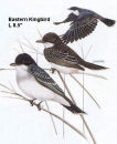 Eastern Kingbird