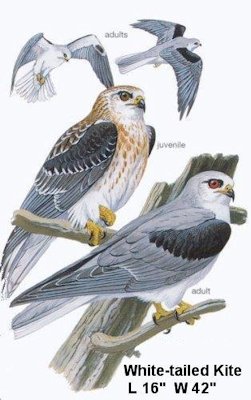 White-tailed Kite