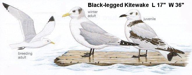 Black-legged Kittiwake