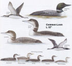 Common Loon