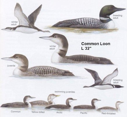 common loon nest. Common Loon