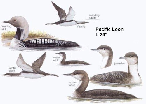 Pacific Loon