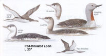 Red-throated Loon