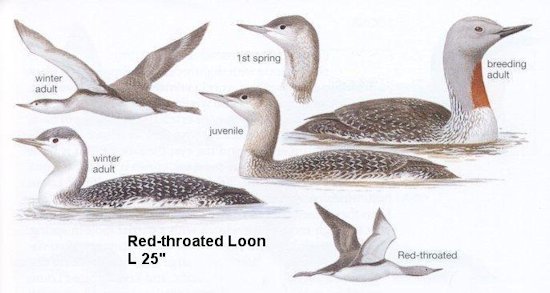 Red-throated Loon