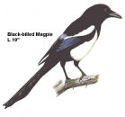 Black-billed Magpie