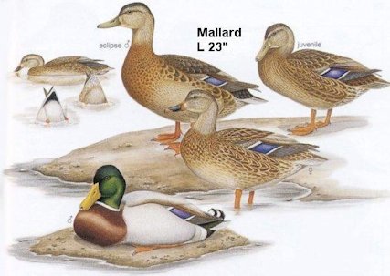 Mallard Duck