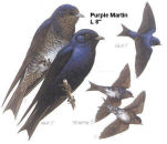 Purple Martin