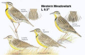 Western Meadowlark