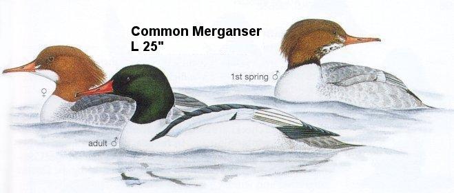 Common Merganser