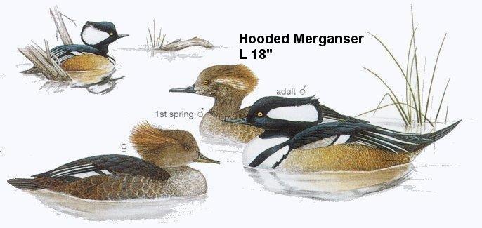 Hooded Merganser