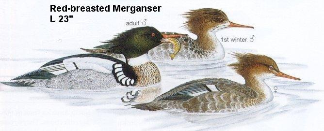 Red-breasted Merganser