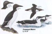 Common Murre