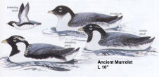 Ancient Murrelet