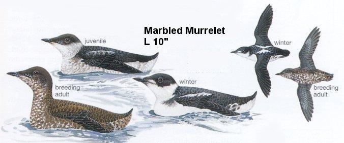 Marbled Murrelet