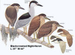 Black-crowned Night-Heron