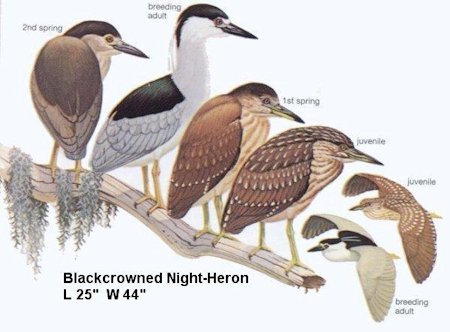 Black-crowned Night-Heron