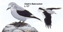 Clark's Nutcracker