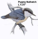 Pygmy Nuthatch