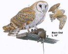 Barn Owl