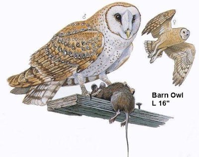 Barn Owl