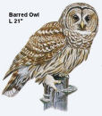 Barred Owl