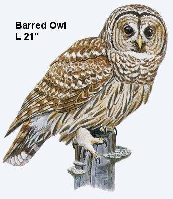 Barred Owl