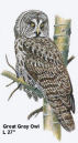 Great Gray Owl