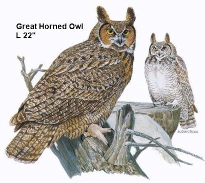 Great Horned Owl