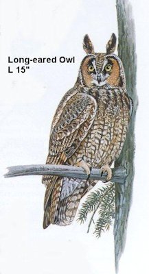 Long-eared Owl