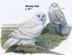 Snowy Owl