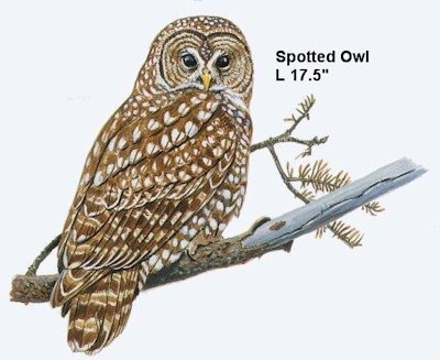 Spotted Owl